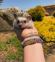 I Absolutely Love The Monthly Club With My Busy Life Each Month I Receive A Package In The Mail With The Most Amaz Funny Hedgehog Cute Hedgehog Cute Animals