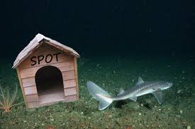 Shark Fact Friday 4.6.2018 – Catsharks ...