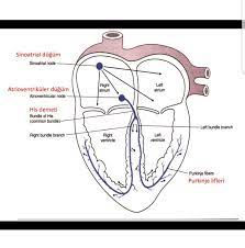 kalbin ileti ve calisma sistemi calisma kalp anatomi ve fizyoloji
