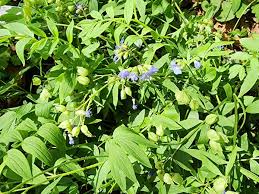 Image result for Campylospermum hiernii