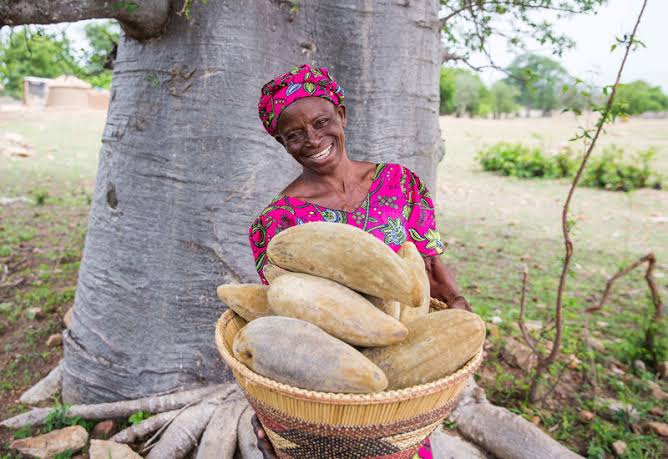The Baobab Tree:Africa's Iconic "Tree of Life"