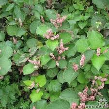 Check spelling or type a new query. Japanse Duizendknoop Fallopia Japonica Var Compacta