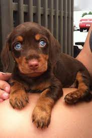 Wow Just Look At Those Piercing Eyes Cute Animals Baby Animals Cute Dogs