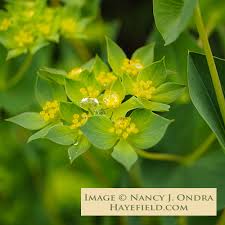 Image result for Lythrum rotundifolium