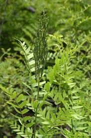 Image result for Osmundaceae