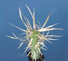 However, the thorns are painful and can cause infections that might it's also possible for spines to leave pustules that could stay on your skin for months. Paper Spine Cactus Live Plant Not Seeds Tephrocactus Articulatus Papyracanthus Ebay