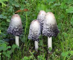 Legal is used to describe things that relate to the law. Lawyer S Wig Definition And Synonyms Of Lawyer S Wig In The English Dictionary