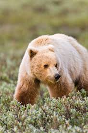 Grizzly Bear In Autumn Tundra Alaskaphotographics Com Grizzly Bear Animals Animals Beautiful