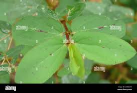 Image result for Euphorbia hyssopifolia