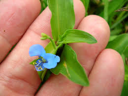 Image result for Commelina nigritana