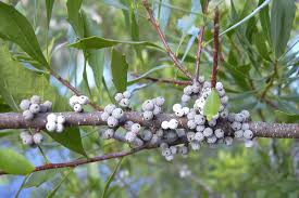 Image result for Myrica serrata
