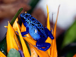 You can also upload and share your favorite aesthetic frog wallpapers. Digital Art Frog Animals Background Best Free Download Photos