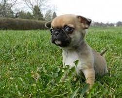 Pin By Chasey Ramey On Pug Mixed Breeds Baby Dogs Cute Dogs Puppies