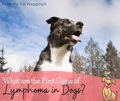 As they say, when in doubt, have a vet check it out. that's true whether the discomfort is related to canine lymphoma or any other condition. What Are The First Signs Of Lymphoma In Dogs Keep The Tail Wagging