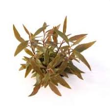 Offering cryptocoryne × willisii «lucens». Pflanzendatenbank Dennerle