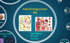 Beyond the cell walls, major differences between the two are the existence of chloroplast, vacuoles, and a cell wall within plant cells. Animal Cell Analogy To Human Body By Clay Williams