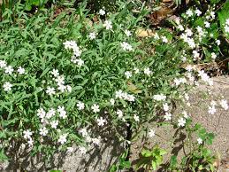 Image Result For Baby S Breath Sprouts Wild Flowers Babys Breath Plants