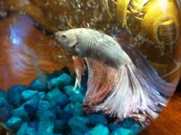Royal blue rosetail haflmoon betta fish, also called siamese fighting fish, are small, colorful fish that are native to southeast. Rosetail Betta The Downside Of Beauty Aquariadise