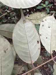 Image result for Anthonotha macrophylla