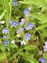 Pin By Pat Parkin On British Wildflowers And Fungi British Wild Flowers Wild Flowers Uk Wild Flowers