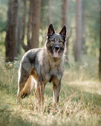 Russian Dog Breeds The Amazing Pups That Came From Russia Russian Dog Breeds Russian Dogs Dog Breeds