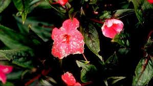 The agent of gray mold is the asexual fungus botrytis cinerea. Gray Mold Disease On Flowers University Of Maryland Extension