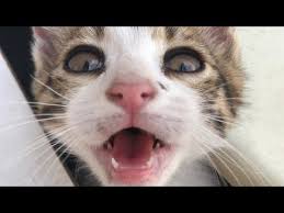 gercek kedi sesi gelmeyen kedi yok yavru kedi cagirma sesi kedinizi cildirtin yavru kedi sesi youtube kedi yavru kediler gercekler