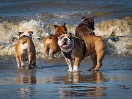 If your frenchie is near a pool or any water that's after we found out the hard way that french bulldogs can't swim, i wanted to do a little bit of. Can English Bulldogs Swim Bulldogguide Com