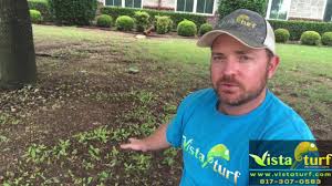 Check spelling or type a new query. How To Get Rid Of Oak Tree Saplings Youtube