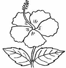 Sketsa menjadi bentuk awal dari sebuah karya seni yang menarik, agar hasilnya sempurna. Gambar Bunga Kembang Sepatu Hitam Putih Gambar Bunga
