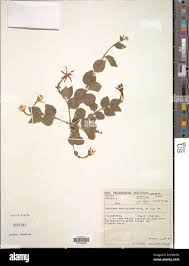 Image result for Jasminum breviflorum