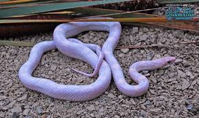 Black And White Corn Snake Morph Sunkissed Lavender Corn Snake Google Search Corn Snake Snake Pet Snake
