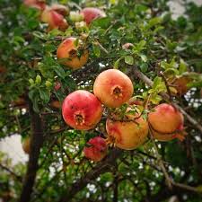 Maybe you would like to learn more about one of these? Pomegranate Tree How To Grow And Care For Pomegranate Live Grow Garden September 2021