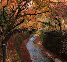The following is an overview of the year 2018 in japan. Fall Foliage Proves That Japan S Trees Offer More Than Just Cherry Blossoms Hemispheres