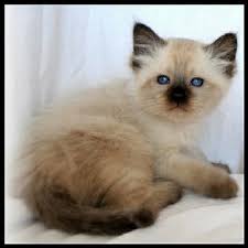 Balinese cat temperament is affectionate, independent, and sometimes reserved. Balinese Cat History Balinese Breed Origin Information Tresorcats