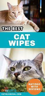 You Would Never Know It But Yes Some Cats Actually Benefit From The Use Of Wet Wipes However You Can T Just Use Whatever On Them T Cat Care Cats Cool Cats