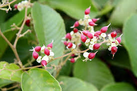 Image result for Tetracera