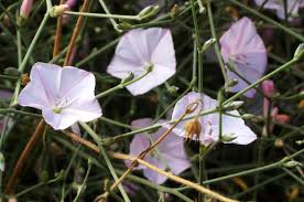 Image result for Convolvulus goyderi
