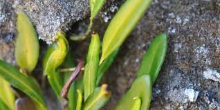 Image result for Elaphoglossum acrostichoides