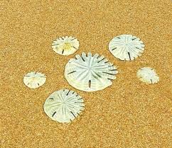 Ses piquants sont petits et acérés. A Propos Dollar Des Sables Soins Energetiques Nantes