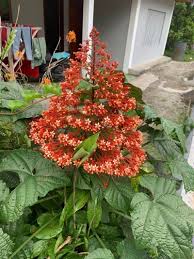 Image result for Clerodendrum silvanum