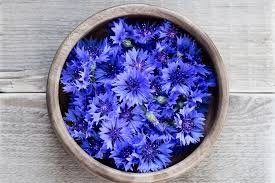 Maybe you would like to learn more about one of these? 4 Bahan Makanan Untuk Pewarna Biru Alami Bunga Telang Sampai Blueberry Halaman All Kompas Com
