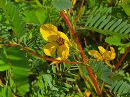 Image result for Chamaecrista parva