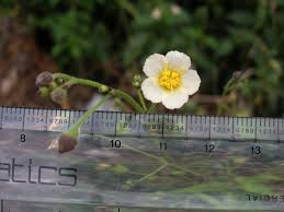 Image result for Wissadula