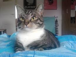 Welche ursachen gibt es und was können sie dagegen tun? Katzen Pinkeln Auf S Sofa Und Teppich Was Kann Ich Tun