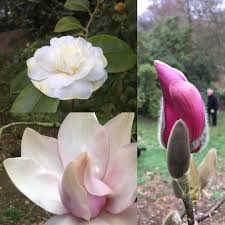 Belvoircastle On Instagram Le Printemps Est Arrive Magnolia Camellia Belvoirbounty Castlegardens Caerhays Beauti Castle Garden Spring Garden Garden S