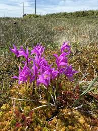 Image result for Afrosolen coeruleus