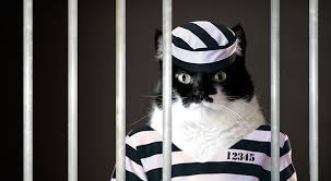 Waul Com Domain Name Cats And Kittens Cats Kittens