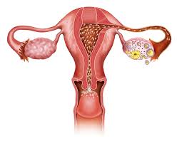 In The News: More Sex Can Boost Fertility By Extending Your ...