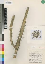 Image result for Euphorbia persistentifolia